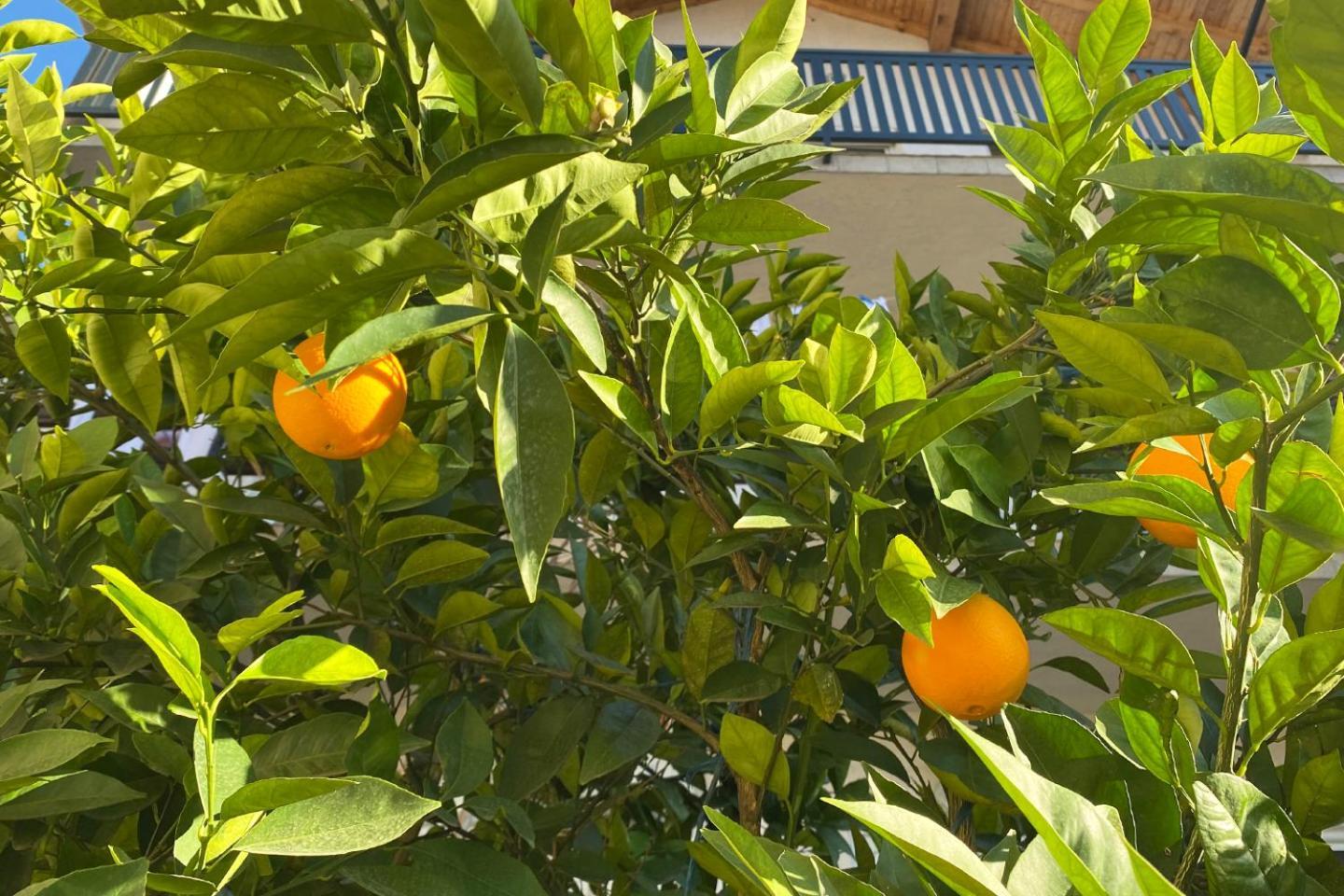 Farah Apartment Μόσταρ Εξωτερικό φωτογραφία